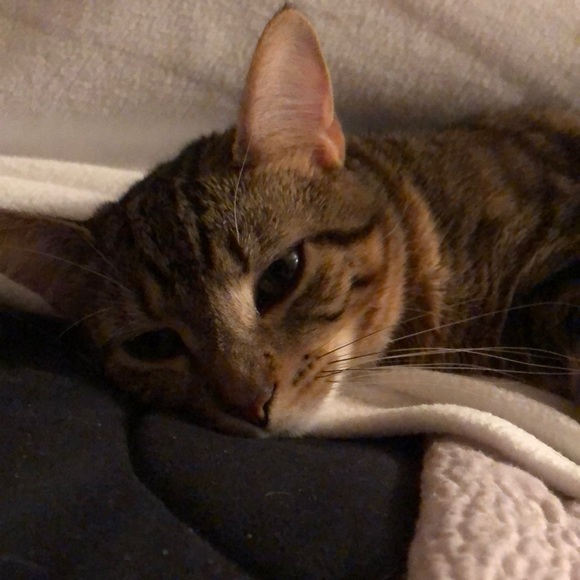 Meet your Posher, Ferial - Picture 1 of 1